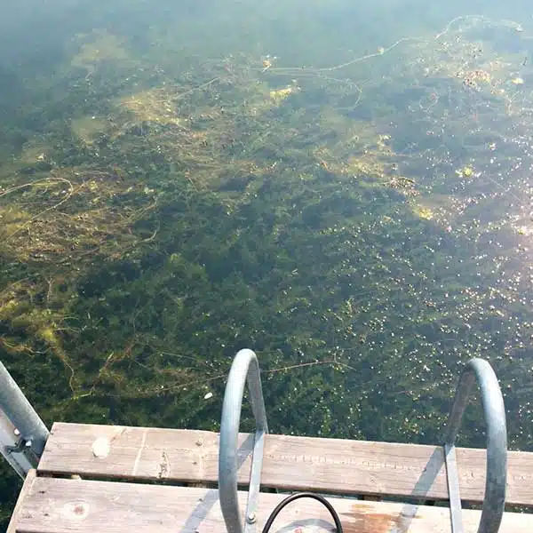 Beach Restoration in Eden Prairie