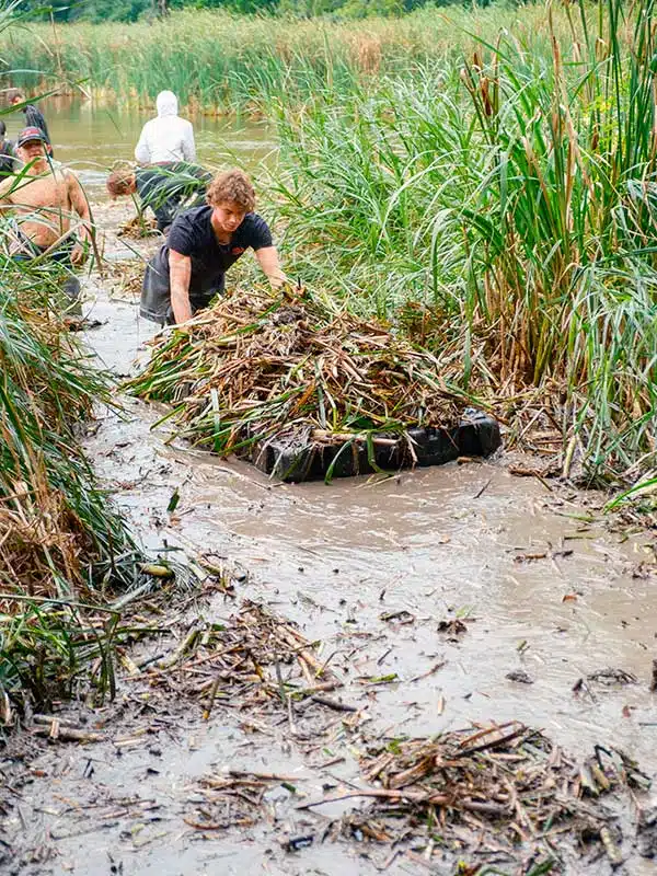 Cattail Removal in Eden Prairie
