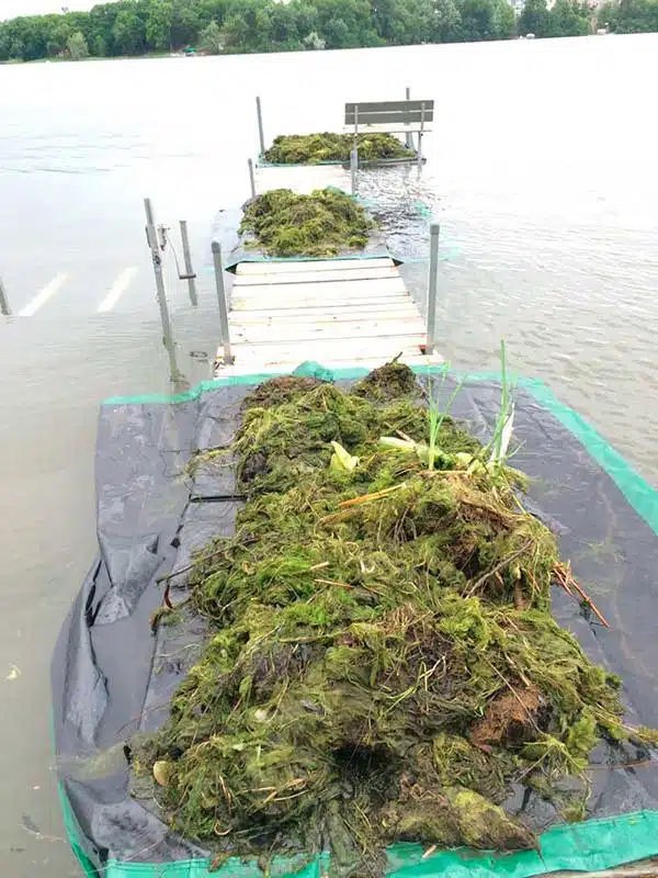 Lake Weed Removal in Eden Prairie