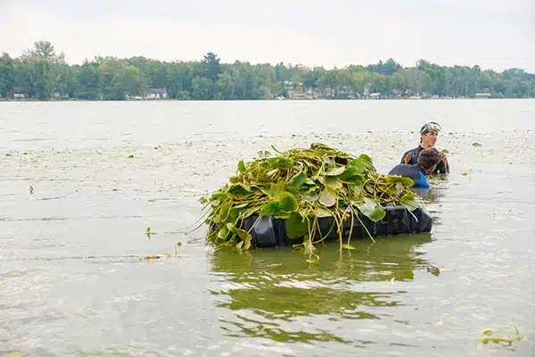 Lily Pad Removal in Eden Prairie