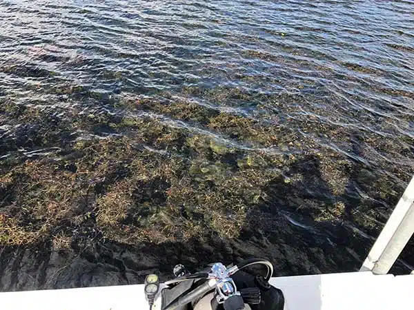 Pond Cleaning and Maintenance in Eden Prairie